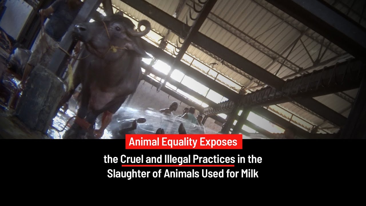 OurTemples's tweet card. Milked Dry: Animal Equality Exposes India’s Illegal Dairy Slaughter...