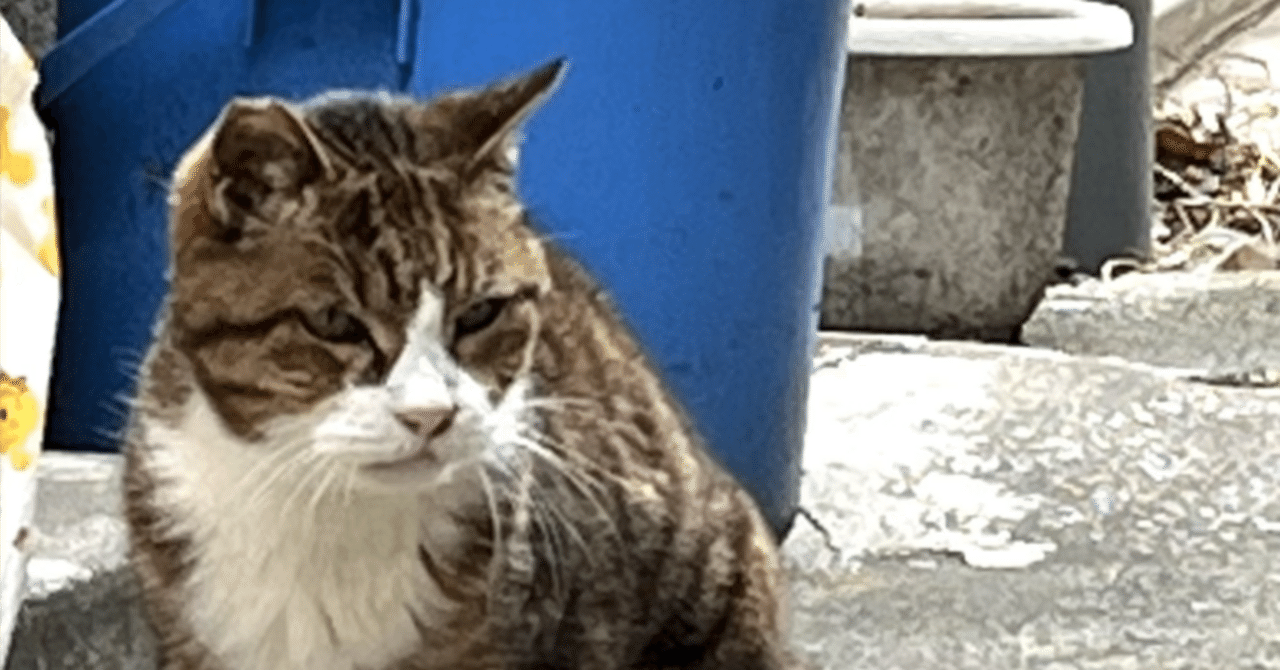 trading_algo_Q's tweet card. こんにちは。シストレ講座を公開してから長く経ちました。 最近はまた仮想通貨が盛り上がっていますね。 どこから調べてくださったのかありがたいことに、いまだに下記のマガジンが購入されています。 そのため緊急で、新バージョンへのリンクを貼っておきます。 ゼロから始めてつよつよトレーダーになる金融分析・botter｜.Q｜note 1.Python基礎 2.金融分析 3.自動売買 4.機械学習...