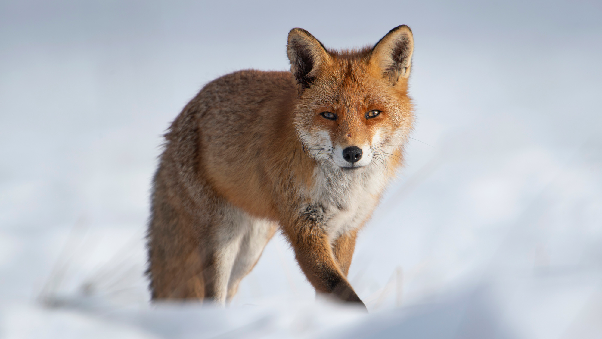 ASPASnature's tweet card. L’ASPAS, association 100% indépendante et militante, rime toujours autant avec efficace ! La preuve en texte et vidéo, avec cette petite rétrospective (loin d’être exhaustive) de nos plus saillantes...