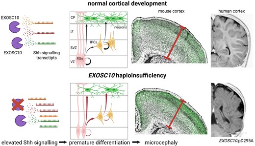 LabTakei's tweet card. Ulmke et al. show that mutations in EXOSC10 cause microcephaly. In mice, loss of Exosc10 leads to premature differentiation of neural progenitor cells, dis