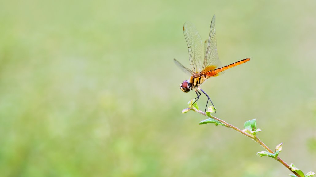 TransmitScience's tweet card. We offer fee waivers. If you want to apply for a waiver to attend a course for free, please fill in the form below (only PhD students and Postdocs can apply).