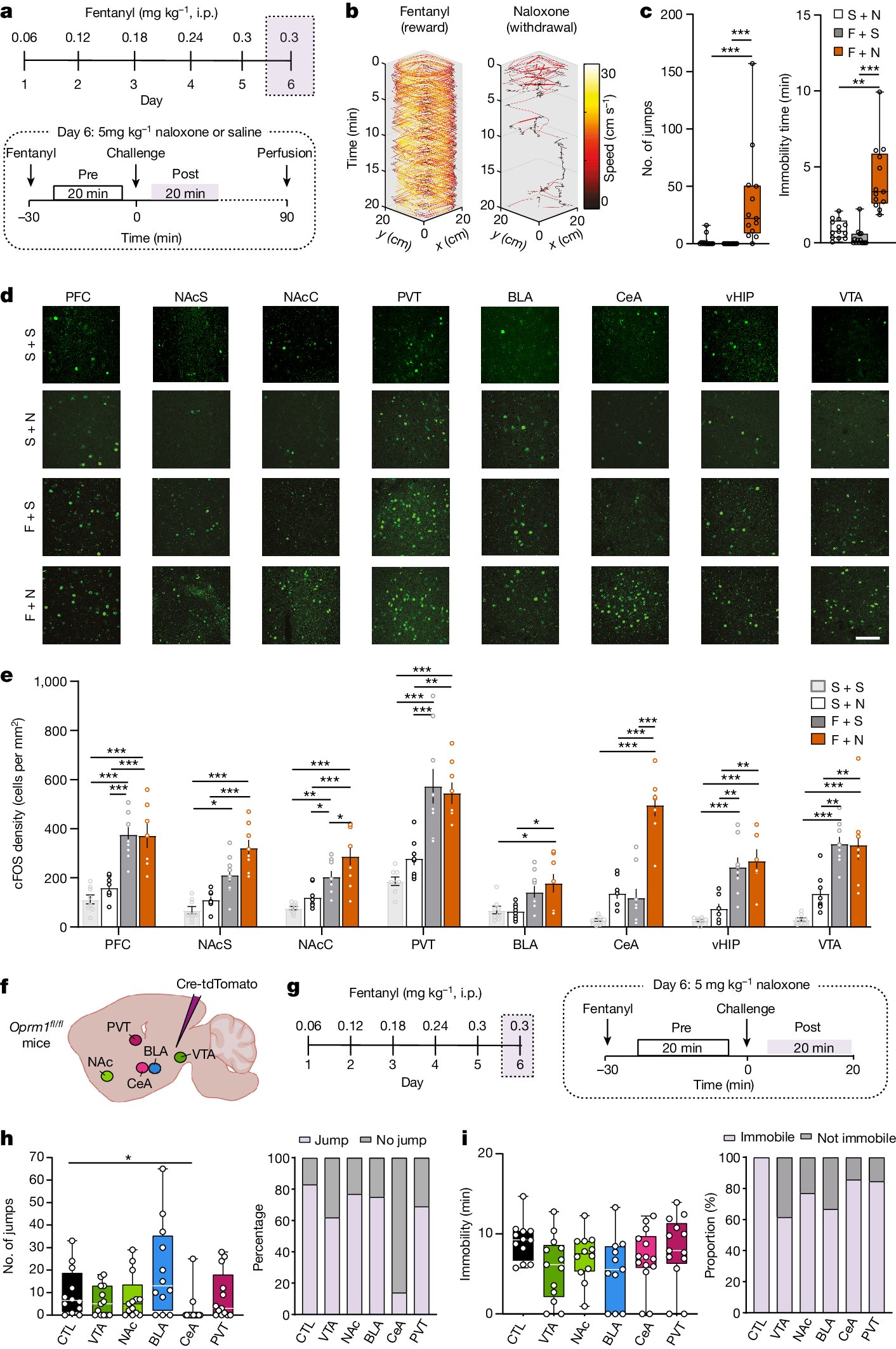 Heilig_Lab's tweet card. Nature - Experiments using fentanyl treatment of mice show that µ-opioid receptors mediate positive reinforcement in the ventral tegmental area and negative reinforcement in central amygdala,...