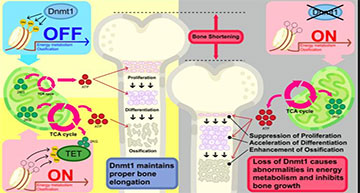 RNASeqBlog's tweet card. Elucidation of a novel mechanism regulating bone growth
