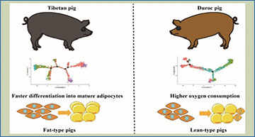 RNASeqBlog's tweet card. Enhanced adipogenesis and fatty acid transport in Tibetan pigs revealed by single-cell RNA sequencing