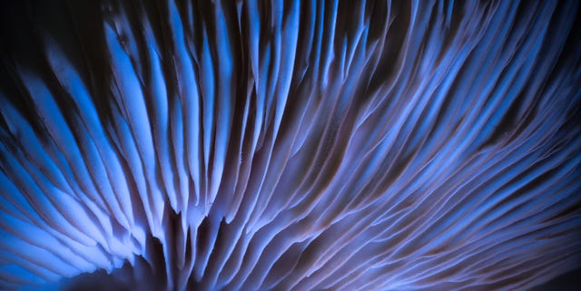 VTBCasts's tweet card. Scientists developed memristors for data storage out of common mushrooms, taking a major step forward in organic computing.