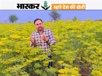 DainikBhaskar's tweet card. रिसर्च में मिले अच्छे रिजल्ट, पहली फसल से ही...