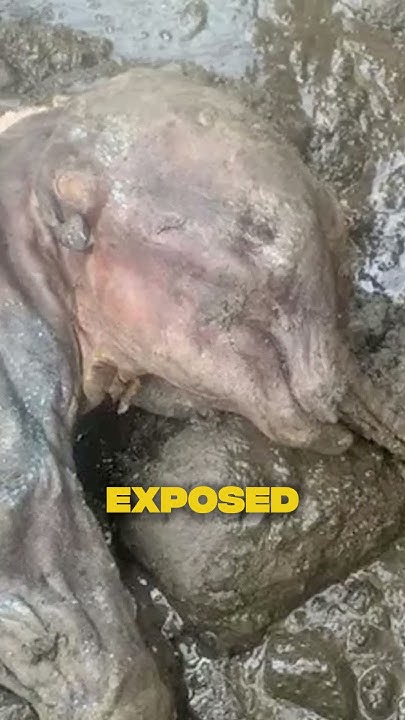 AngelicUniverse's tweet card. The Day the Mammoths Froze in Place