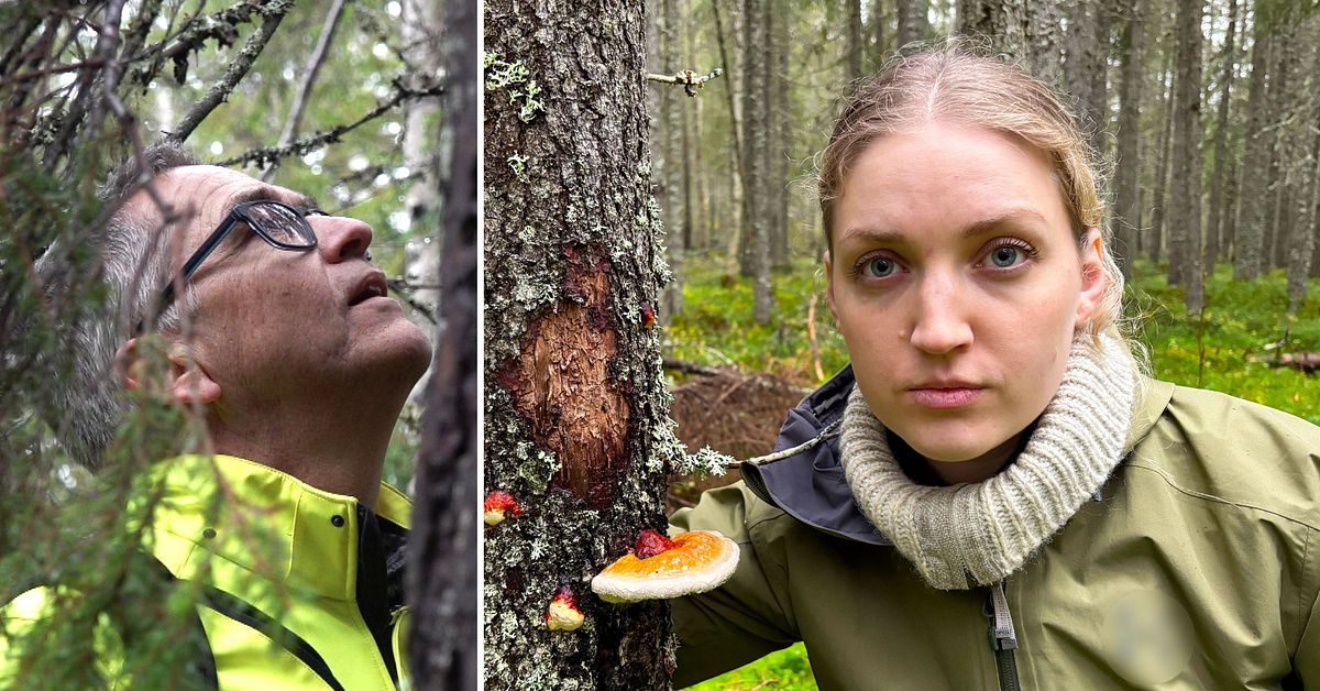 jingezon's tweet card. 100 skogsavverkningar i Jämtland och Västernorrland, som skogsbolaget SCA vill genomföra, har stoppats efter att miljöorganisationer hävdar att de hittat hotade arter. SCA bryter mot lagen, enligt...