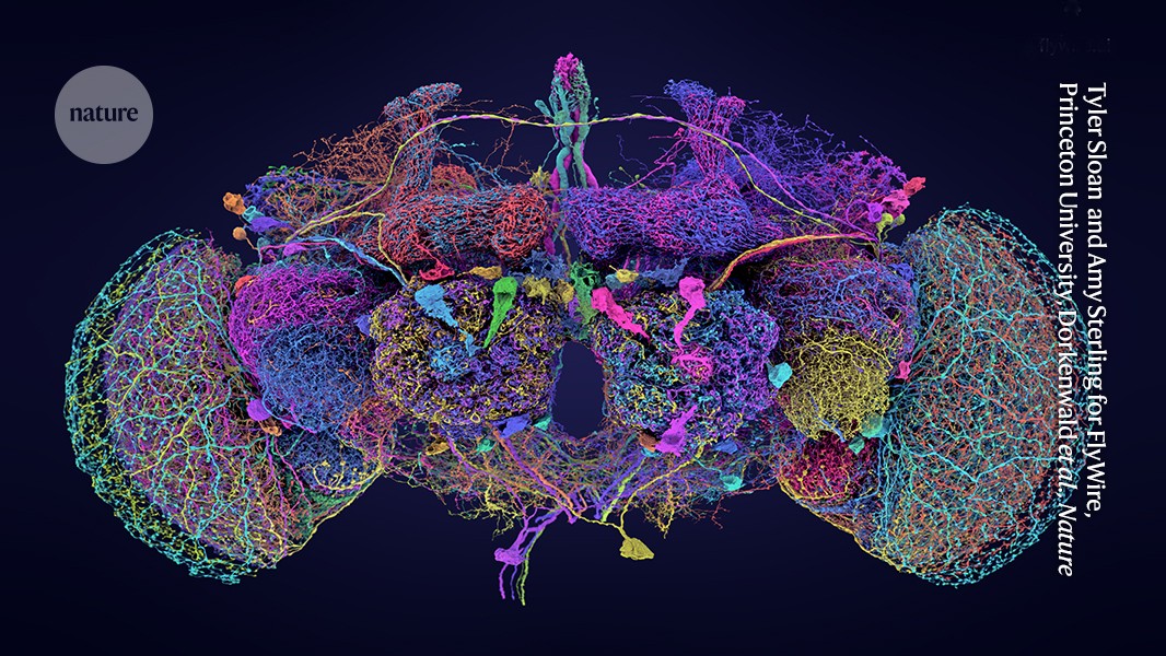 Nature's tweet card. Nature - Wiring diagram lays out connections between nearly 140,000 neurons and reveals new types of nerve cell.