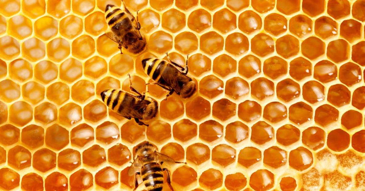 FantasticFungi's tweet card. Researchers develop a fungus that kills mites that contribute to honey bee Colony Collapse Disorder.