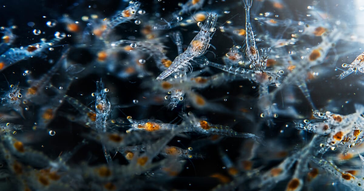 WASAPC's tweet card. A new study has shown that shrimp which have the opportunity to move to warmer water during an outbreak of white spot syndrome virus (WSSV) have a substantially higher chance of survival.