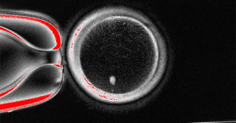 PaolaAmato's tweet card. Research develops proof of concept for treatment of infertility affecting millions.