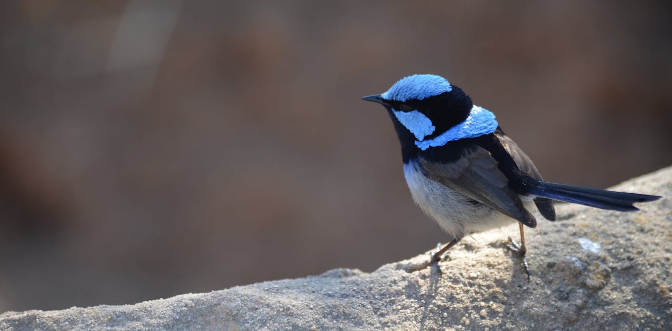 ResearchRMIT's tweet card. Our cities are full of obstacles and hazards for native wildlife but also contain many valuable patches of habitat. Creating green spaces to connect these patches improves their lives and ours.