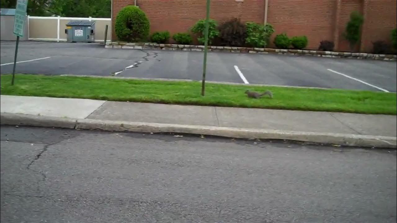 amishcar's tweet card. Unemployed Squirrel.