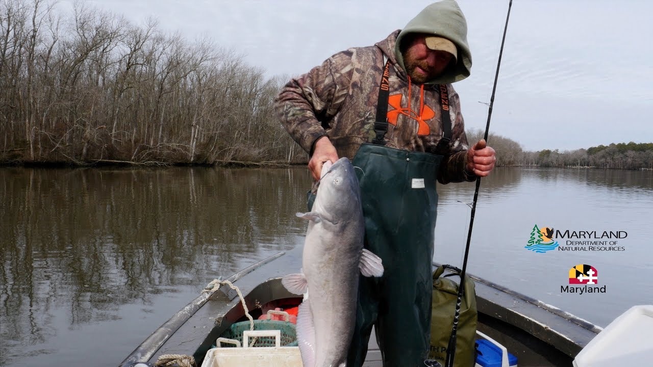 MarylandDNR's tweet card. Blue Catfish - Commercial Hook and Line - Maryland Department of...