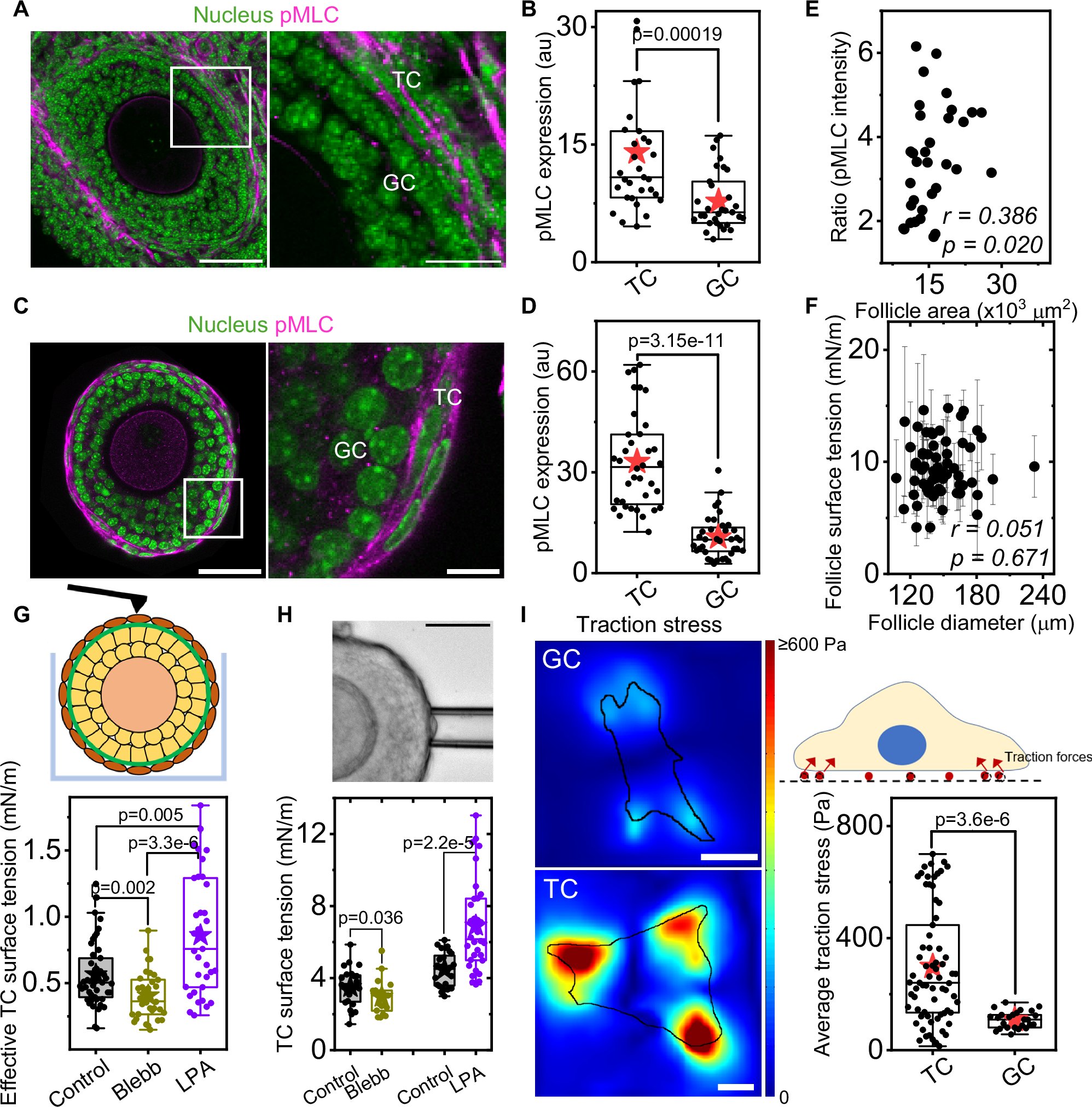 ChiiJChan1's tweet card. Nature Communications - Maturation of functional eggs in mammalian follicles is crucial for ovarian physiology. Here, Biswas et al. report that compressive stress by contractile theca cells or...