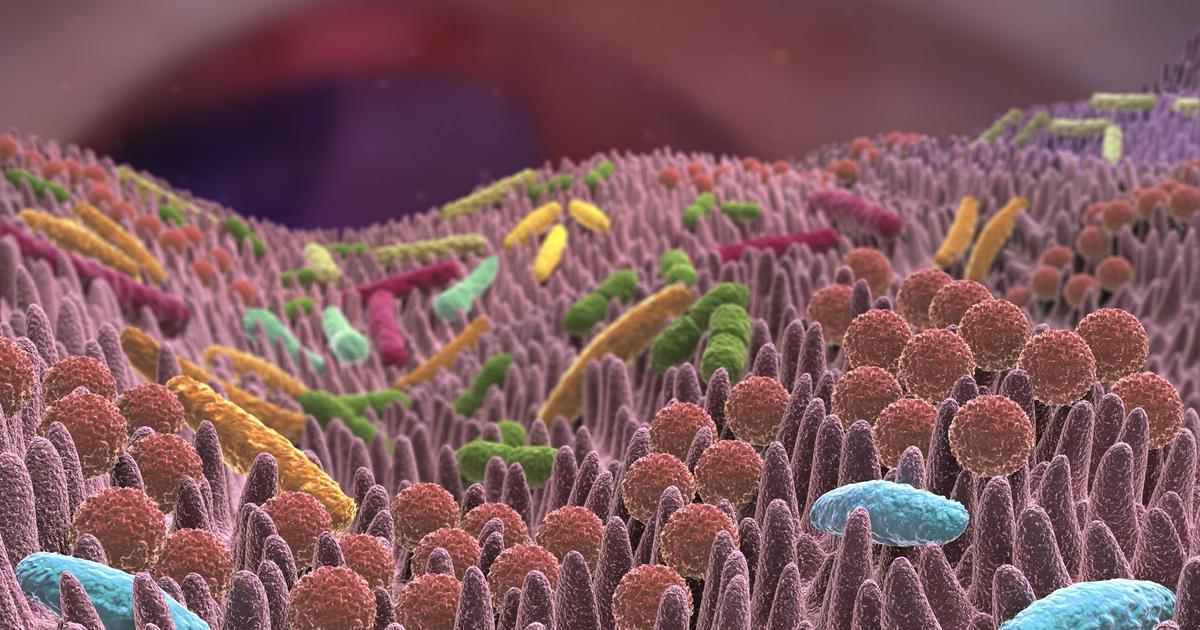 Genevieve_Hery's tweet card. DÉCRYPTAGE - Le projet French Gut va scruter les selles de 100.000 volontaires pour mieux connaître cet organe à part.