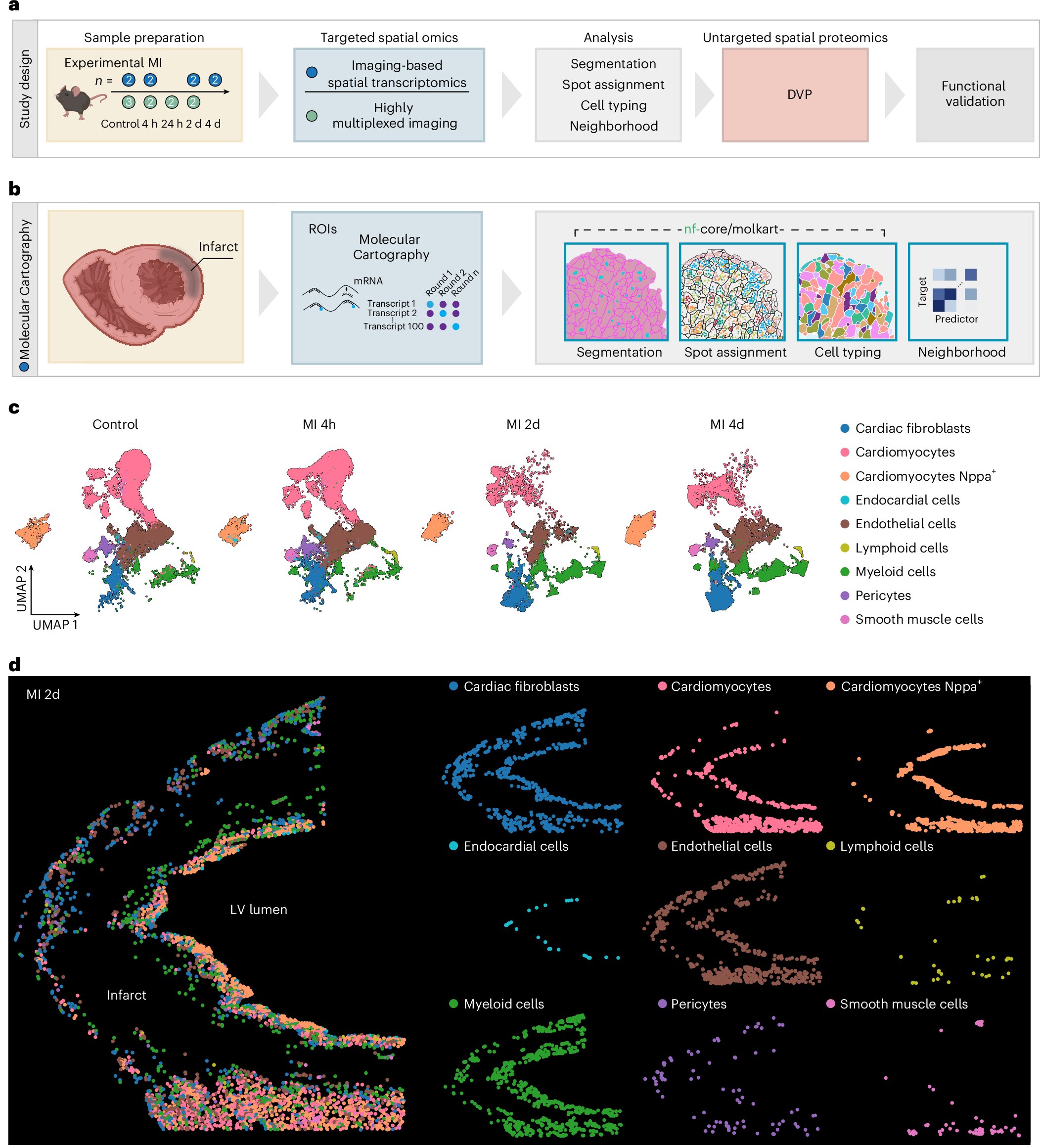 NatureCVR's tweet card. Nature Cardiovascular Research - Wünnemann et al. generate a subcellular resolution spatial map of the murine heart after myocardial infarction, revealing that immune cells can infiltrate the...