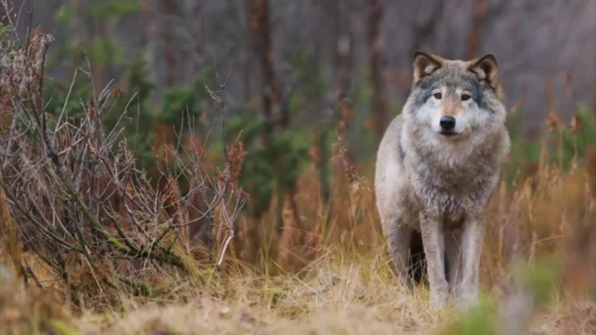 BanKillContests's tweet card. Montana Fish Wildlife and Parks will close wolf hunting in a management unit just north of Yellowstone National Park just after sunset on Wednesday.