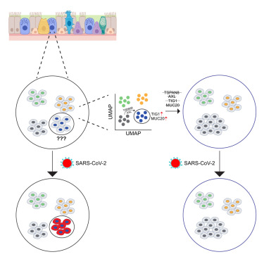 CellCellPress's tweet card. Not all cells that can be infected by a virus become infected with that virus. Single-cell clone tracing reveals intrinsic cell states with variable expression patterns that increase susceptibility...