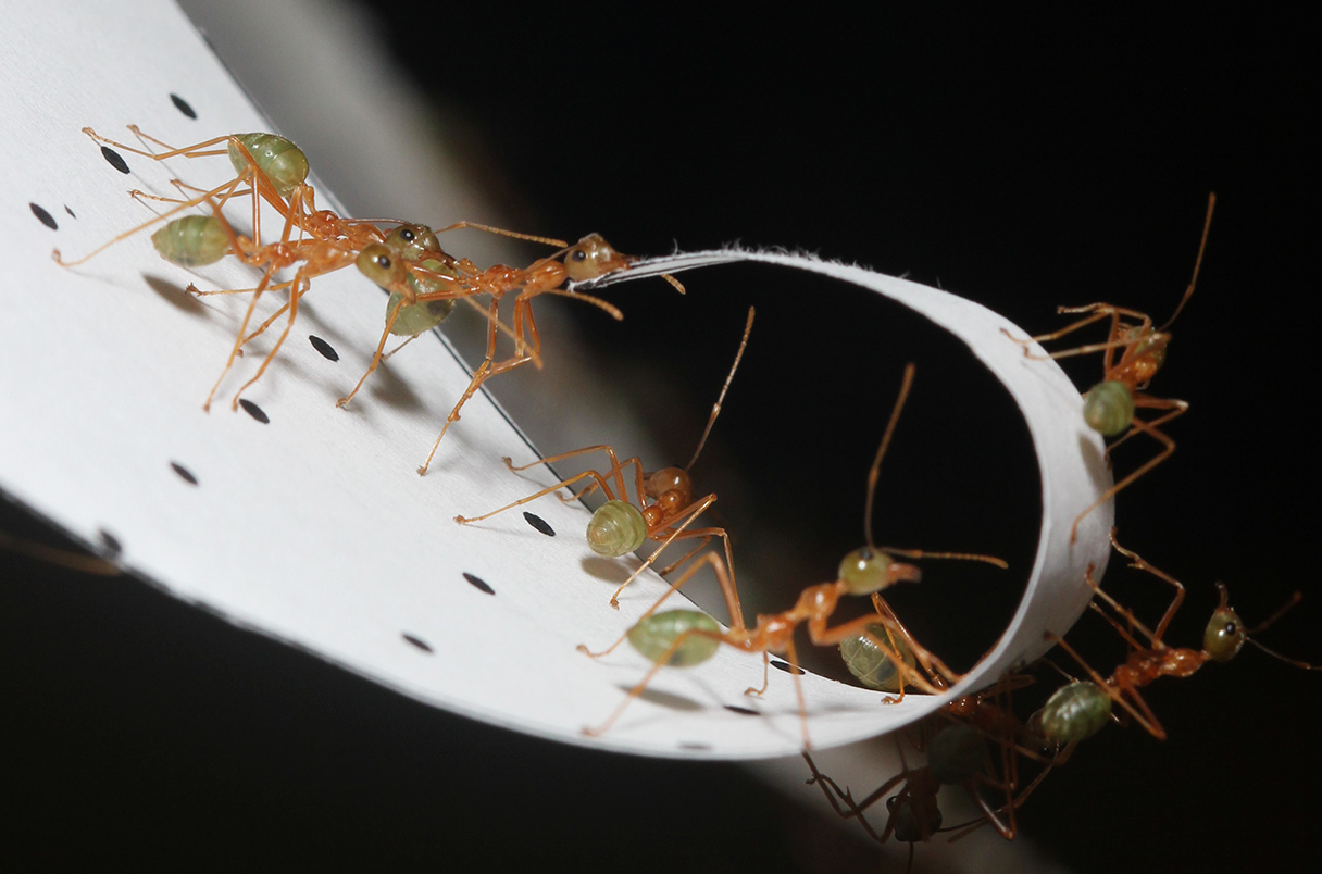 ManuComplexity's tweet card. Unlike people, these nest-building insects pull harder in teams