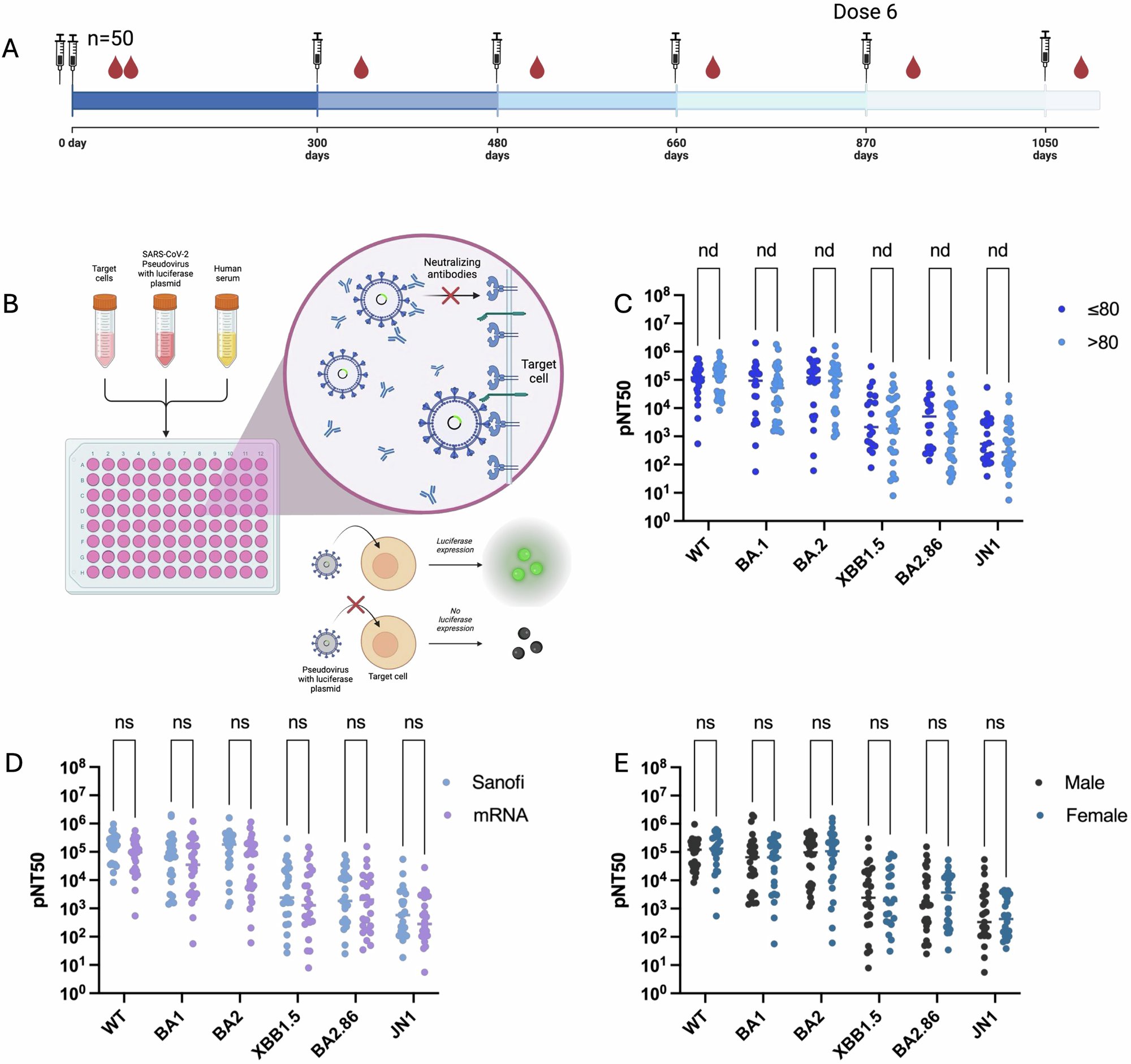 GuptaR_lab's tweet card. npj Vaccines - Age-associated defect in ADCC response to COVID-19 vaccine