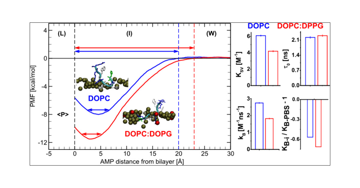 JCIM_JCTC's tweet card. The augmented increase in bacterial antimicrobial resistance necessitates the discovery of alternative antimicrobial molecules such as short antimicrobial peptides (AMPs) with antimicrobial activity...