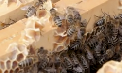 Innodesigndev's tweet card. In 2016 through 2017 U.S. beekeepers lost 33 percent of bees. Many factors contribute to the death of bees, but the number one culprit is the Varroa mite.