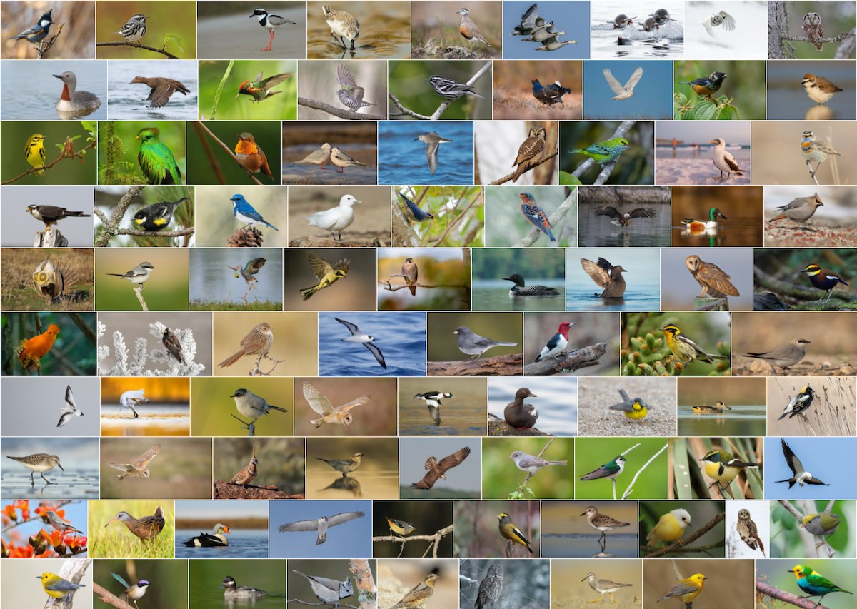 michalbe's tweet card. Explore millions of photos, audio recordings, and videos of birds and other animals; powered by Macaulay Library and eBird. The Macaulay Library collects, archives, and distributes wildlife media for...