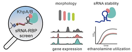 yanzhu0329's tweet card. Abstract. The common oral microbe Fusobacterium nucleatum has recently drawn attention after it was found to colonize tumors throughout the human body. Fus