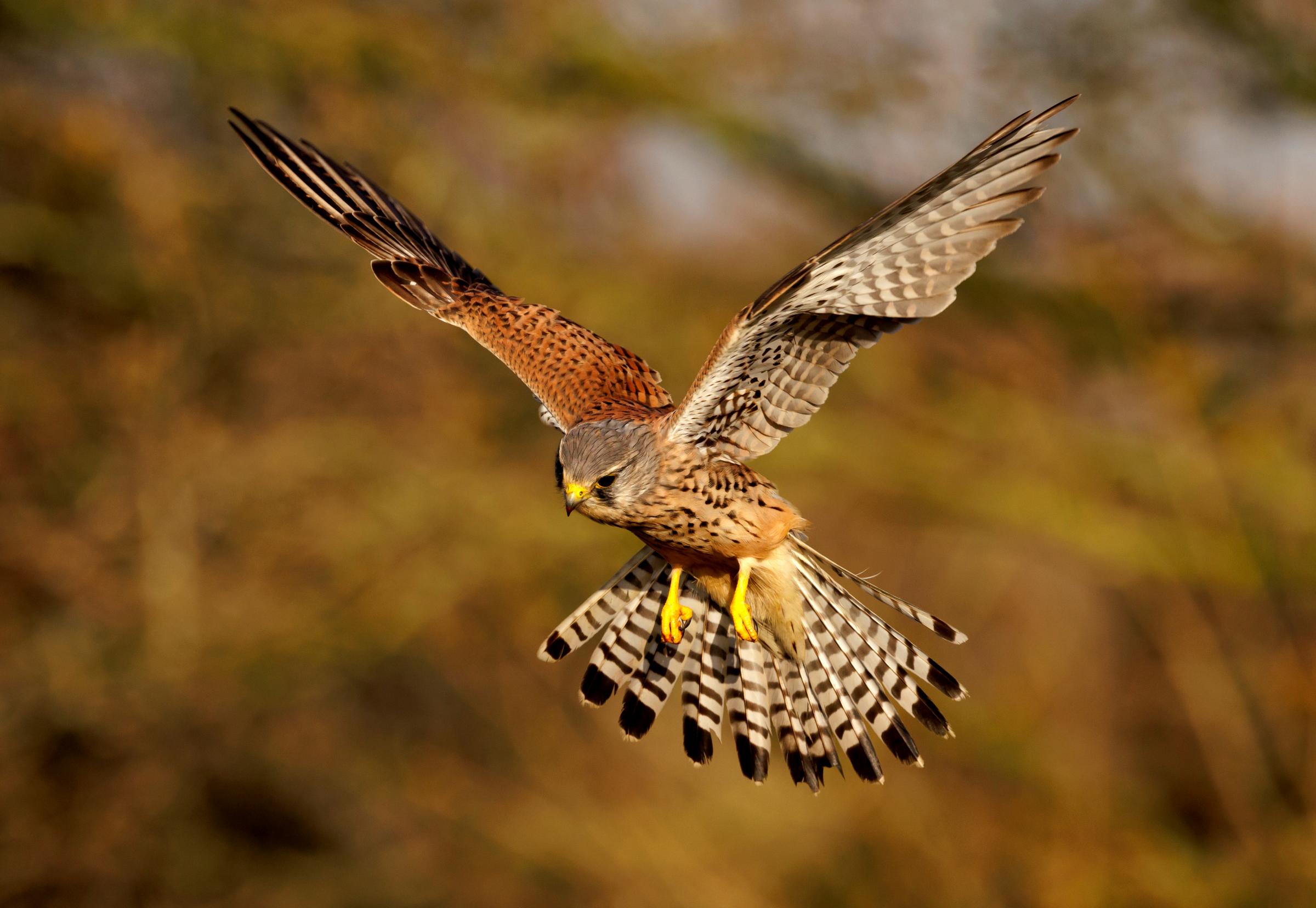 SciSustAg's tweet card. Experts challenge UK farmland bird stats, suggesting declines may be overstated and urging a broader review of species data.