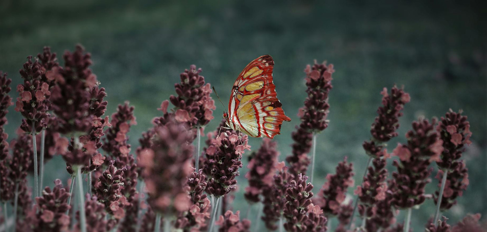 ECPR_TheLoop's tweet card. A new book by this series’ founder introduced the radical idea of a yet-to-exist theoretician who can access and condense immense amounts of information. Rishiraj Sen looks at the advantages and...