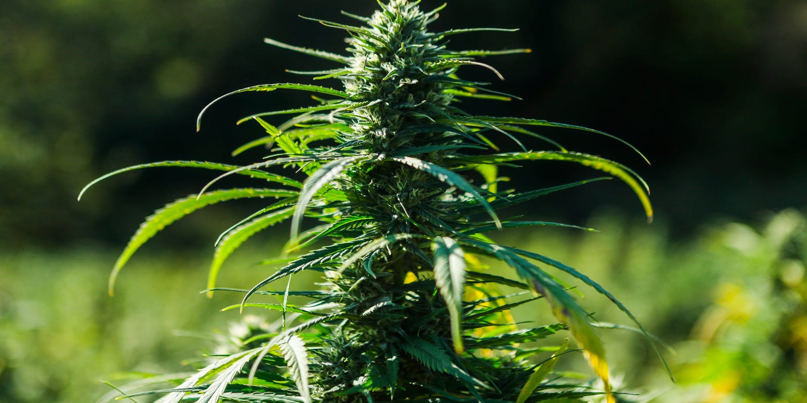 RandPaul's tweet card. I have epilepsy, and I am horrified by the ban that will kill the hemp industry and make the products that control my seizures illegal.