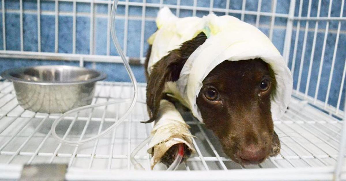 SimoneSimoni11's tweet card. Perché desidero con tutto il cuore che io alla fine così tanto barbarie. Sempre più crudeltà verso gli animali è stato visto. Essi sono torturati, uccisi, picchiati, tutto è disgustoso e anche se cè u