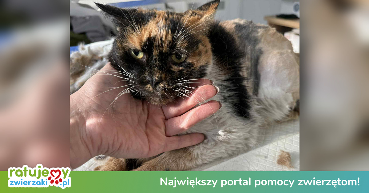 Cenne_mysli's tweet card. Za tymi drzwiami był jej świat. Dziś czeka na cud... Kiedyś miała swój dom. Miała miseczkę, ciepły kąt, miękkie posłanie i przede wszystkim — swojego człowieka. Każdy dzień był spokojny, a mruczenie...