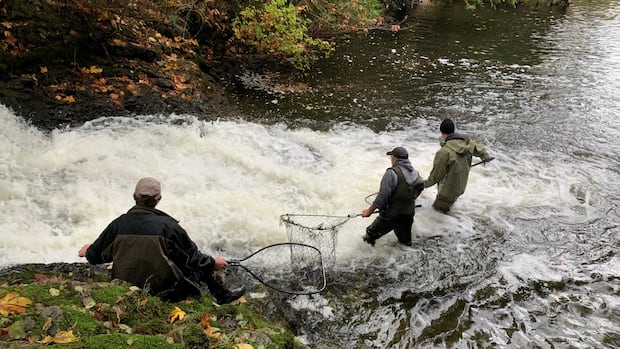 DocWeb_BC's tweet card. Tim Kulchyski says salmon used to be so plentiful off Vancouver Island that they would shake his Cowichan ancestors' dugout canoes as they collided in the waters of the Salish Sea.