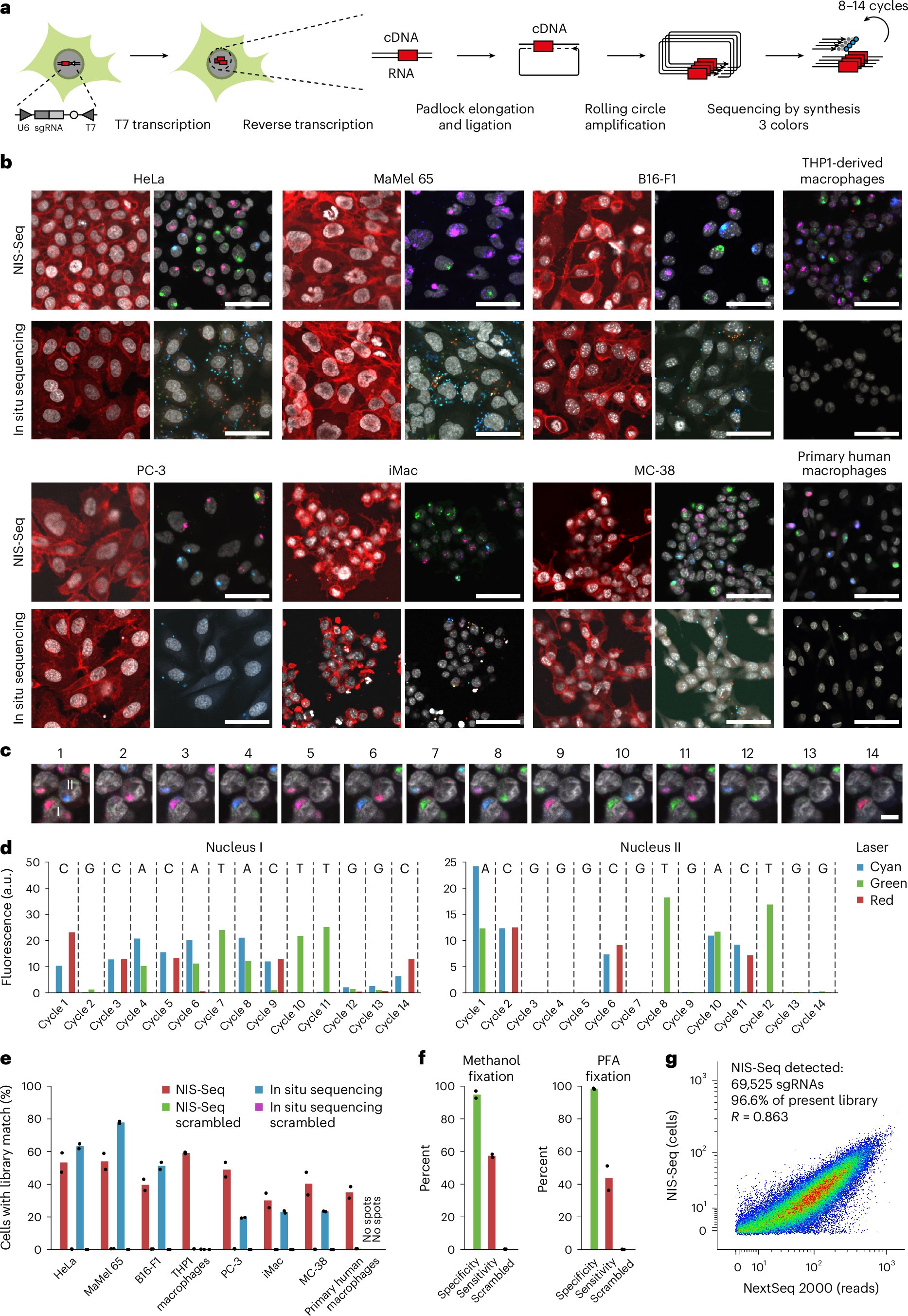schmidburgk's tweet card. Nature Biotechnology - An optical pooled screening method can correlate phenotypes and perturbations in any nucleated cell type.