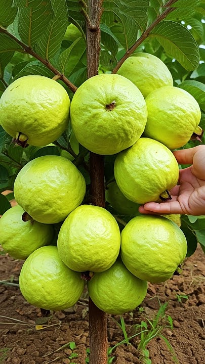 EsmailZand82537's tweet card. 🌿Grow Guava Tree Faster with These Simple Tips! #guava #fruittree