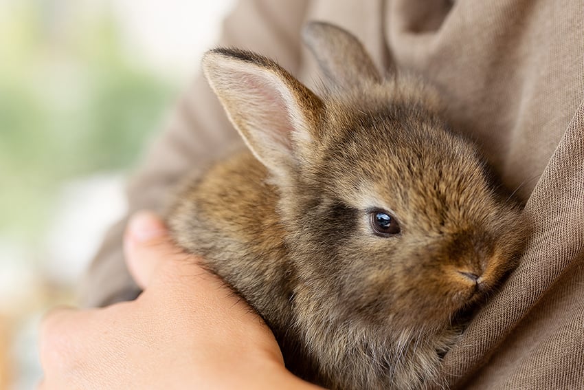 extractlabs's tweet card. Discover Extract Labs’ cruelty-free mission with Leaping Bunny certified CBD topicals. No animal testing, ethical sourcing, and total transparency.