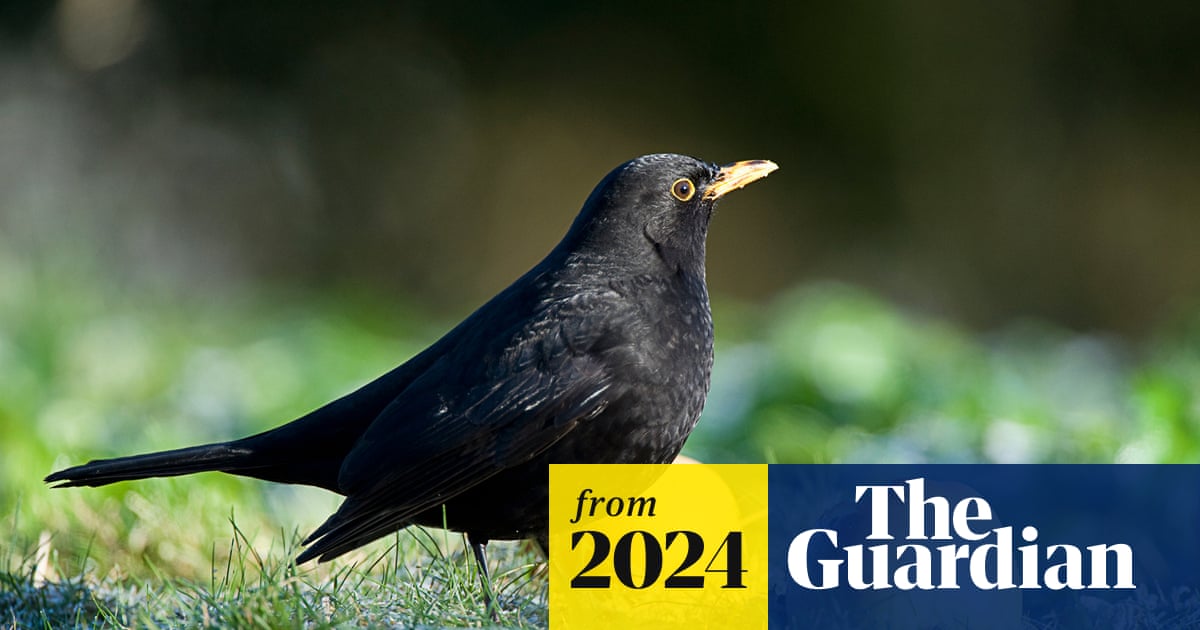 GlobalVectorHub's tweet card. Experts believe songbird is suffering from Usutu virus, first detected in UK in 2020