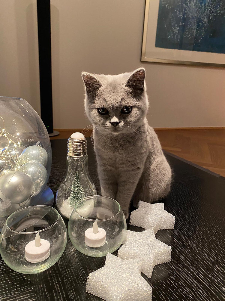 j_a_n_m_a_t_o's tweet card. Kitty ist unsere Katze. Seit nun fast eineinhalb Jahren bereichert dieser Fellhaufen unser Leben.Als Kitty zu uns kam, war sie ganz klein.Nach eineinhalb Jahren ist aus Kitty ein ordentlicher...