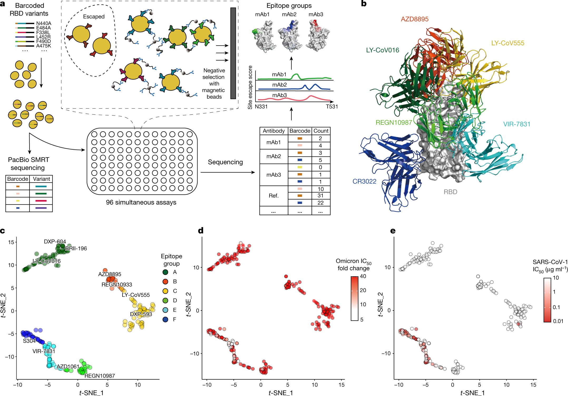 Nature's tweet card. Nature - A high-throughput yeast display platform is used to analyse the profiles of mutations in the SARS-CoV-2 receptor-binding domain (RBD) that enable escape from antibodies, and suggests that...