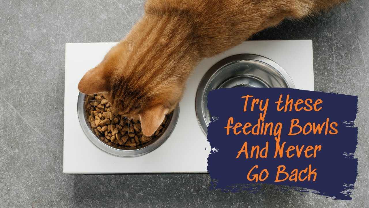 SoftwareTrainer's tweet card. 🐾 Why My Cats Love These 😻