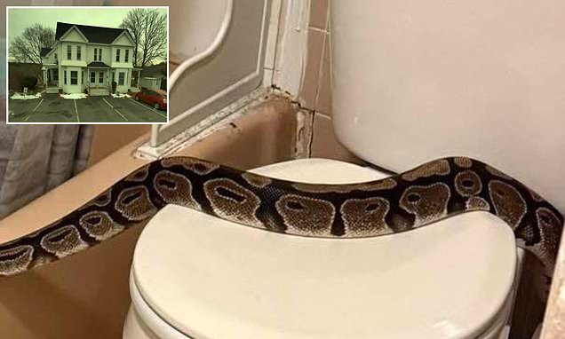 Multiflap's tweet card. A woman in New Hampshire was left terrified after finding a five-foot ball python slithering around her toilet - and police still don't know how it got there.