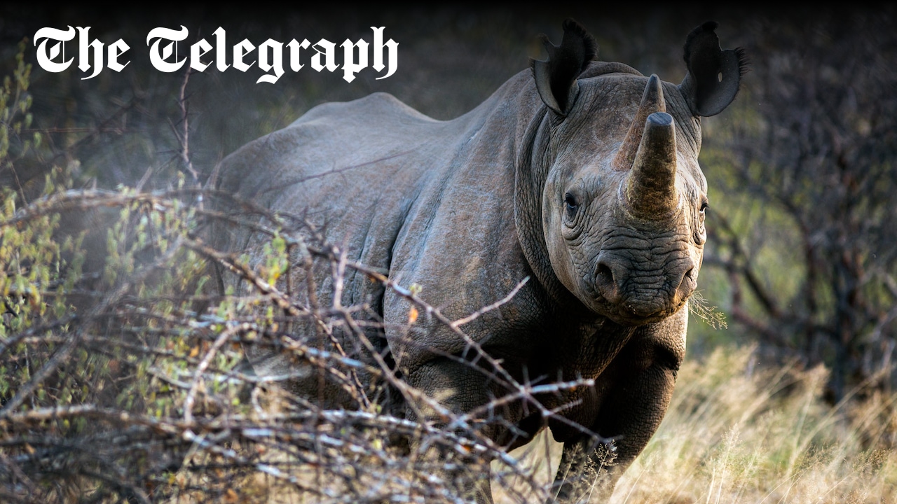 AndrewPurvis_'s tweet card. We have to stay downwind of her,” our guide, Sambara Lengamuya, whispered, releasing puffs of chalk into the air like a priest dispensing incense, then watching which way the powder blew across the...