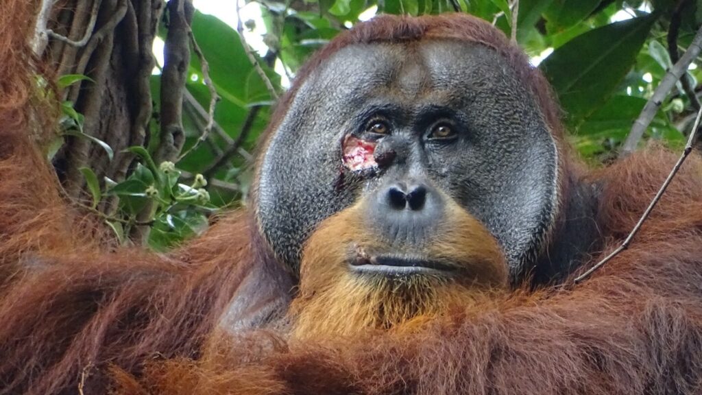 matthewherper's tweet card. In a rare observed case of self-treatment in a wild animal, scientists documented an orangutan applying a medicinal plant to a wound on his face.
