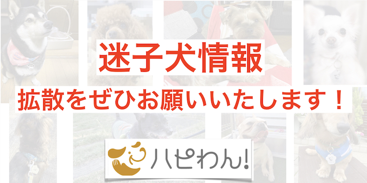 inu_maigo's tweet card. 2時間以上はこの辺を彷徨っています。飼い主が見つかることを祈っています。