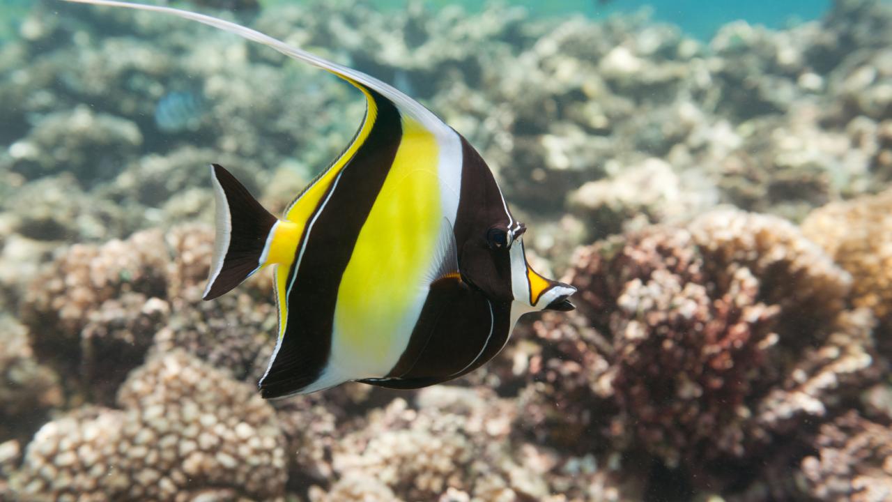 MikeMihalitsis's tweet card. Some reef fish have the unexpected ability to move their jaws from side to side, biologists at the University of California, Davis have discovered. This ability – which is rare among vertebrate...