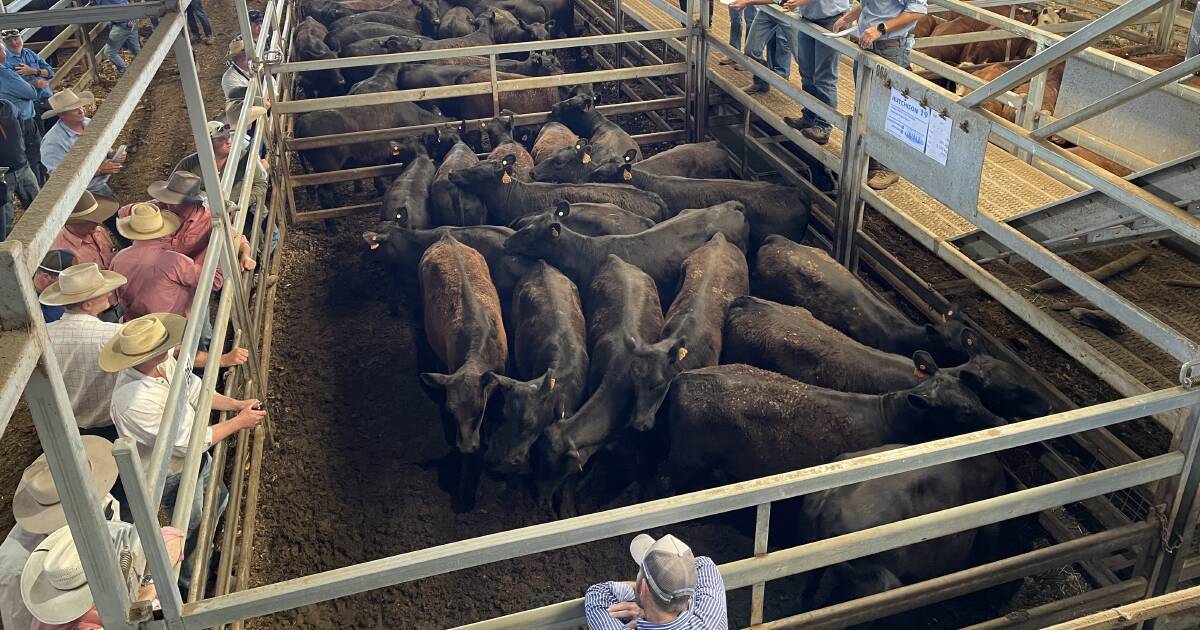 KBaileyMarkets's tweet card. Rain and warmer weather spurred on dearer buyer bids at Carcoar.