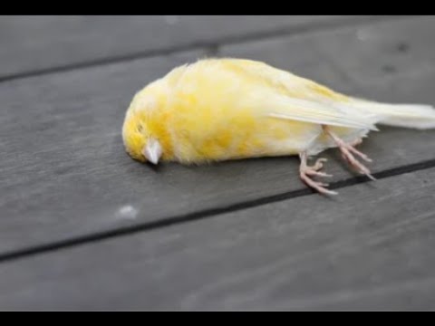 XRPlayerPlayer's tweet card. CANARY ETF HAD NO WINGS FOR XRP